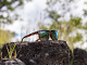 Suncloud Quiver - Tortoise / Polarized Aqua Mirror-01